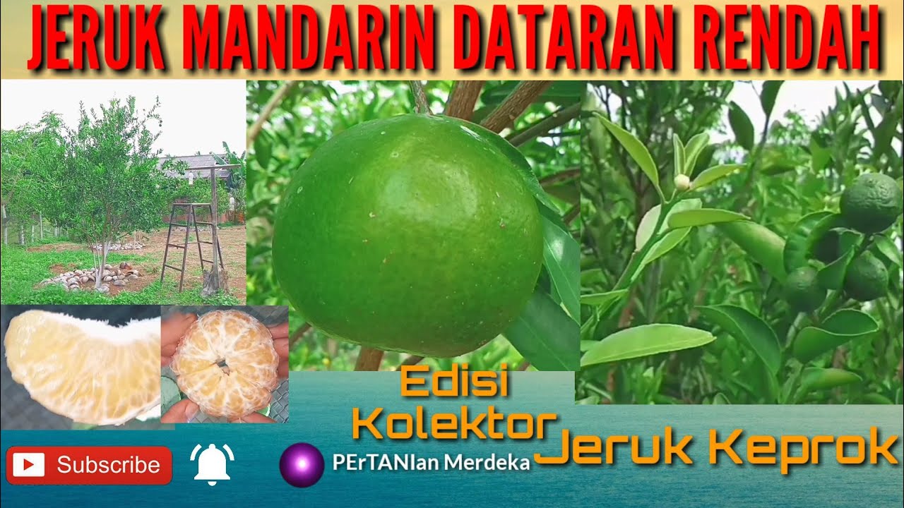 Jeruk Mandarin Dataran Rendah di Simpang Damar Rumput, Airpura, Pesisir Selatan, Sumatera Barat