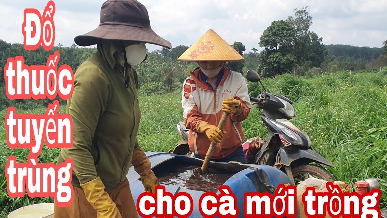 Phòng và trị bệnh tuyến trùng cho vườn cà phê con  trên nền đất cũ