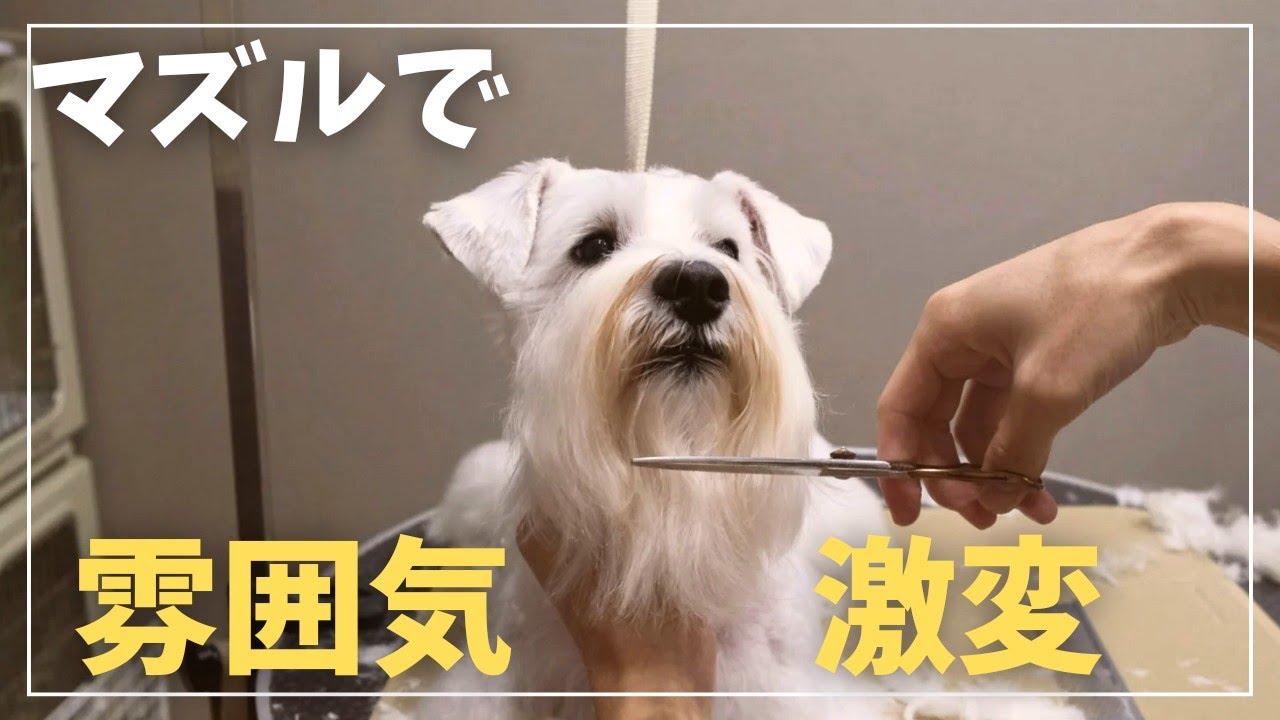 【シュナマズル】自慢のあごヒゲ断髪したら雰囲気激変！！