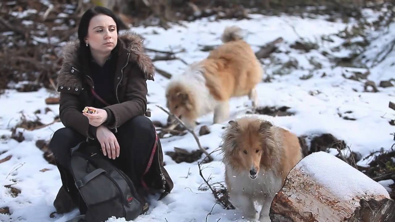 Trip with rough and smooth collies - Volovské vrchy, Slovakia