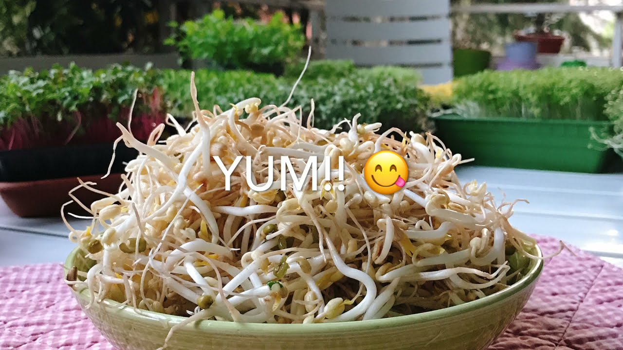 HOW TO GROW MUNG IN A CARTON