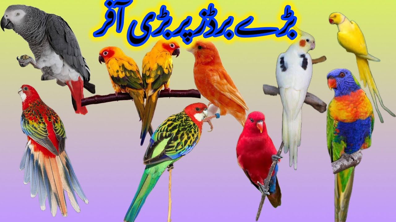 Mashalla Exiotic Birds par Offer / Suncnore / lorry / Islamabad pets