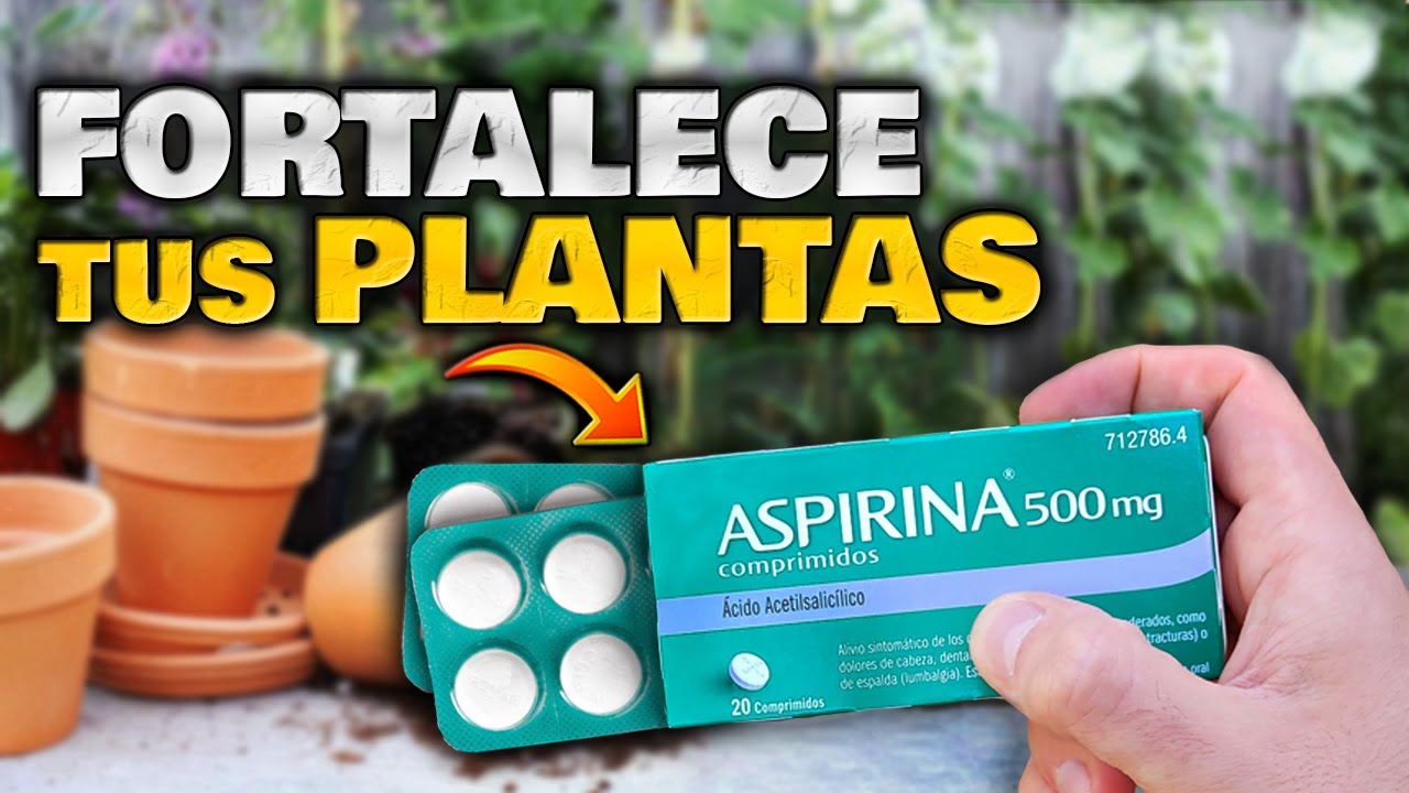 PUSE ASPIRINA en mis PLANTAS y PAS&Oacute; ESTO! | REVIVIR y CURAR PLANTAS ENFERMAS y TENER FLORES GIGANTES