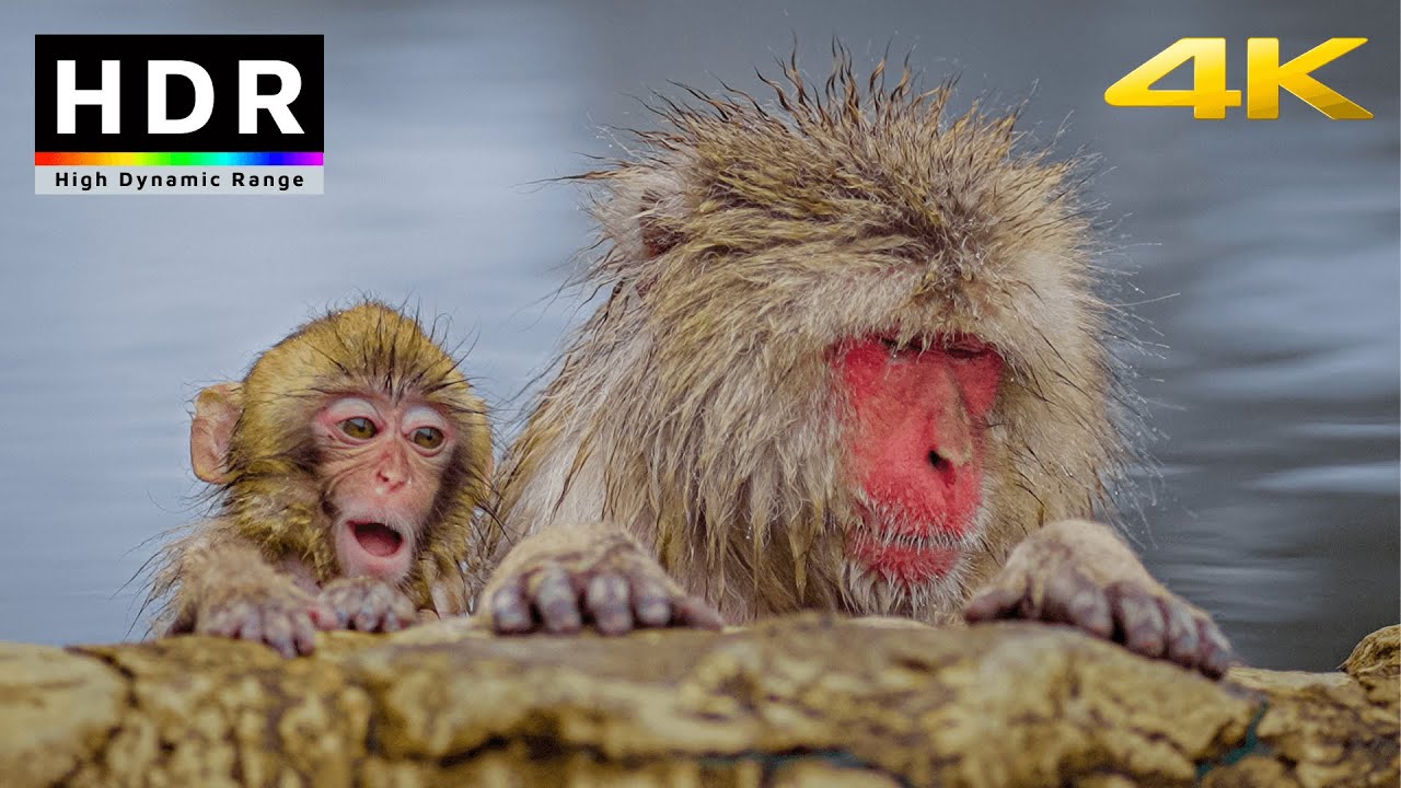 【4K HDR】Snow Monkey Hot Spring - Nagano, Japan 2021