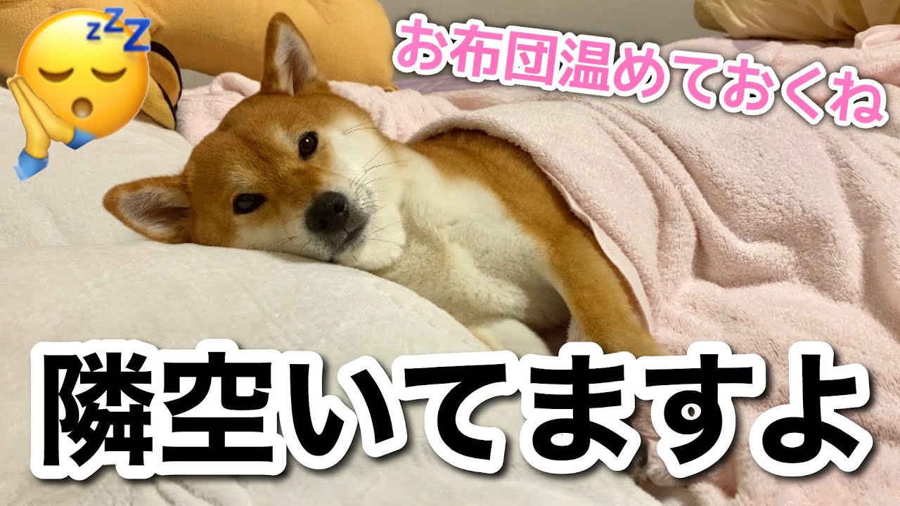 【柴犬】就寝30分前の過ごし方