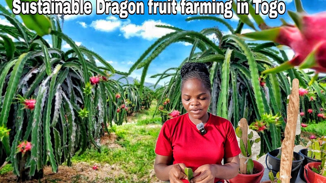 Profitable Dragon fruit farming in Togo. Let's grow the most expensive fruit in the world