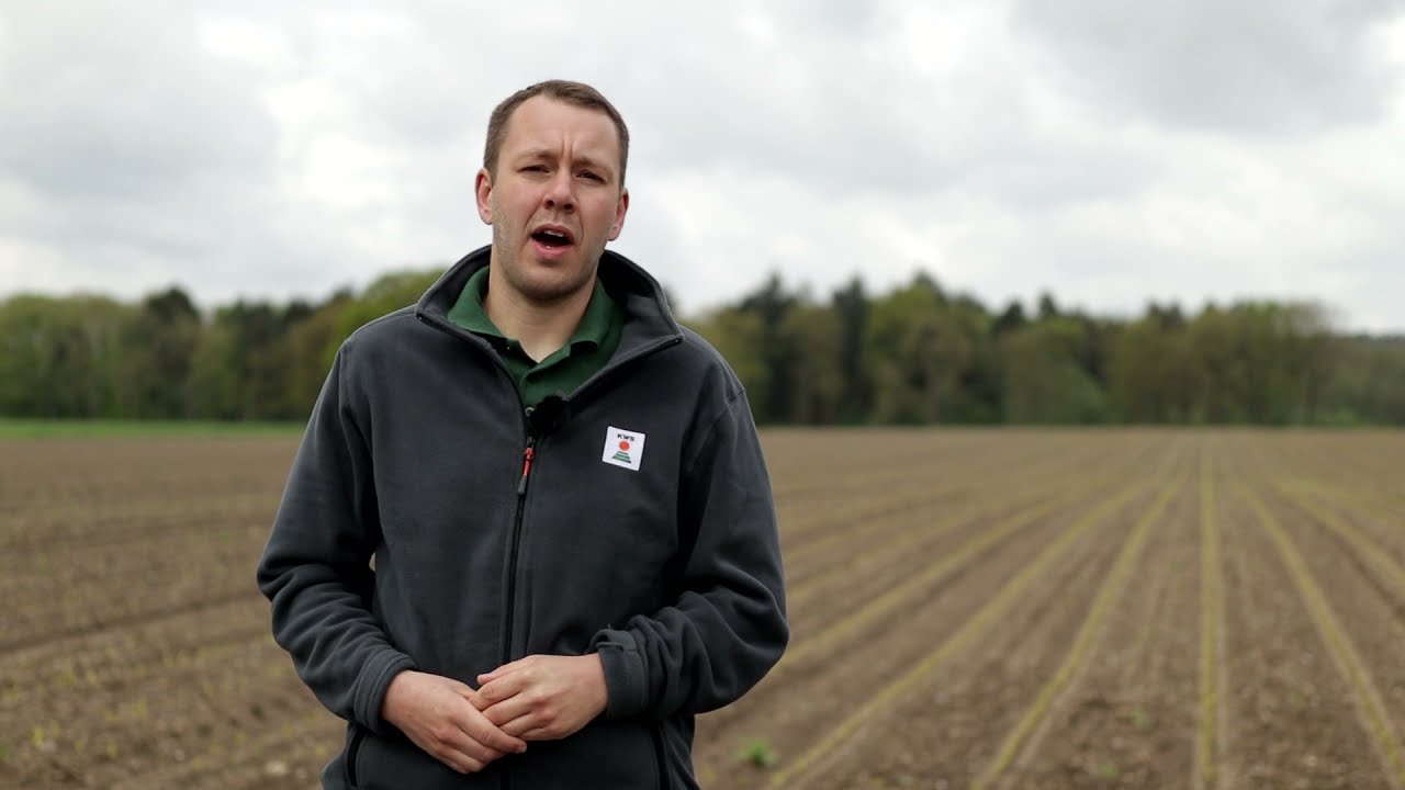 KWS Maisstorys 2021 - Pflanzenschutz im Mais