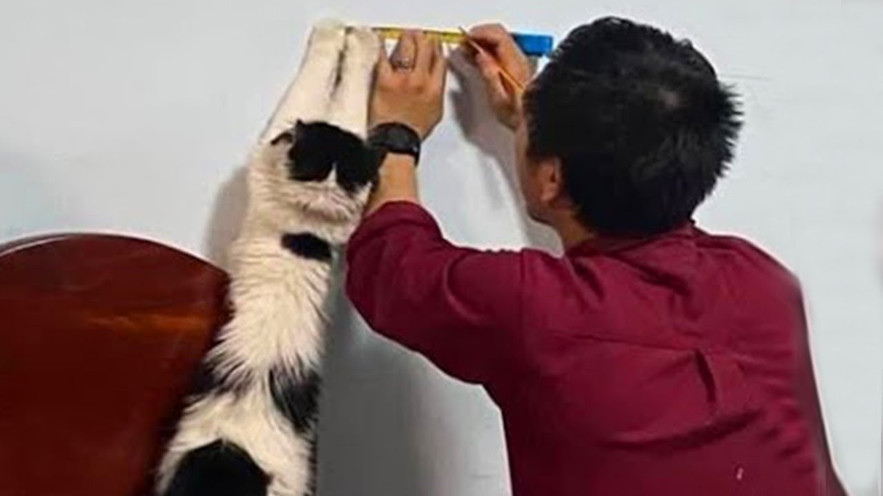 Compilación De Los Momentos Más Divertidos Entre Gatos y Dueños del Año 😂