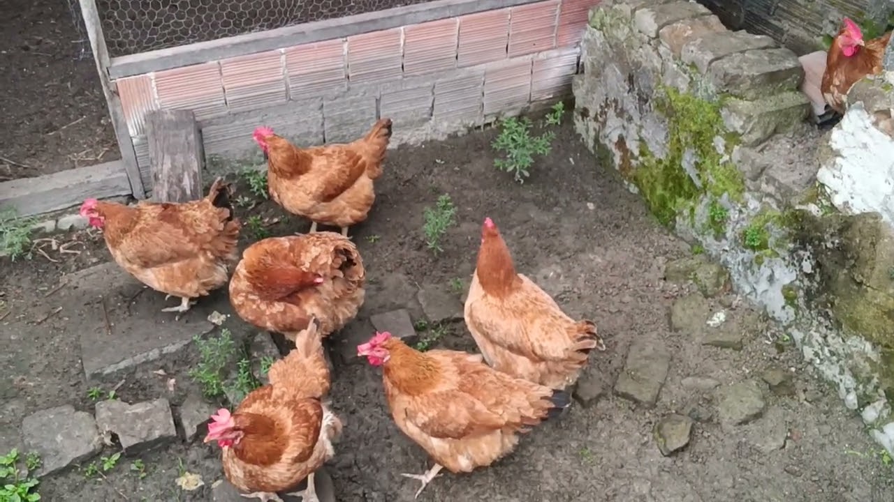 A primeira soltura dos meus pombos correio...