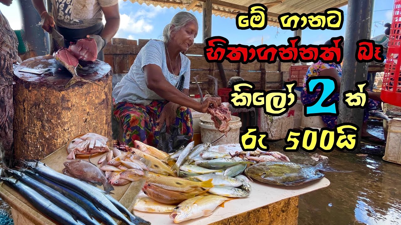 කිලෝ දෙකක් 500 යි| ලංකාවේ ගනන් අඩුම මීගමුවේ අලුත් මාළු| FRESH FISH MARKET |$ BEST PRICE | LOW PRICE
