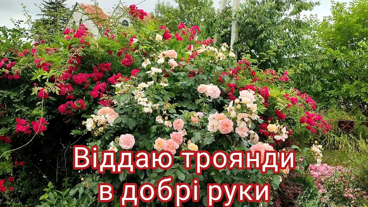 Віддаю троянди в добрі руки
