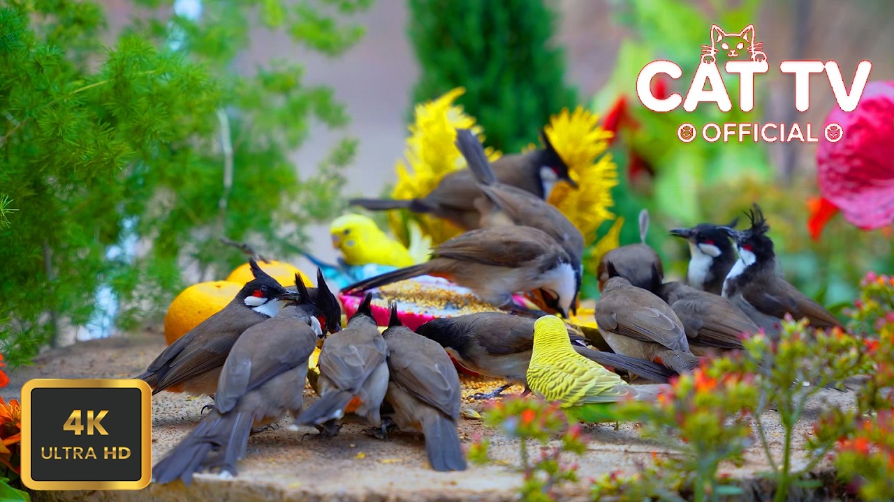 Cat TV For Cats 😸 Calming Garden Birds & Playful Squirrels 4K HDR | Cat TV Official