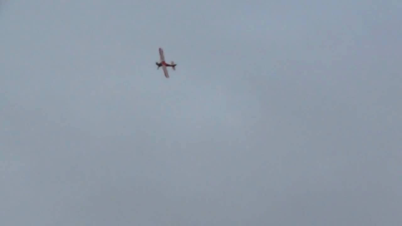 Clipped Wing Cub