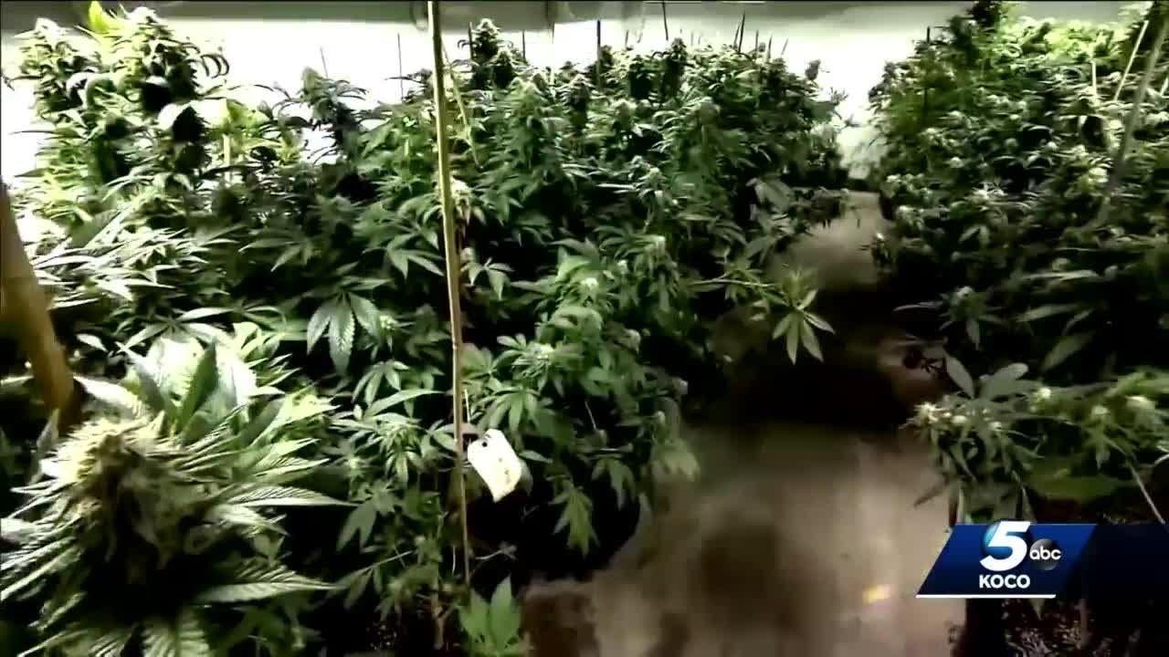 Oklahoma Medical Marijuana Authority set to enforce laboratory testing