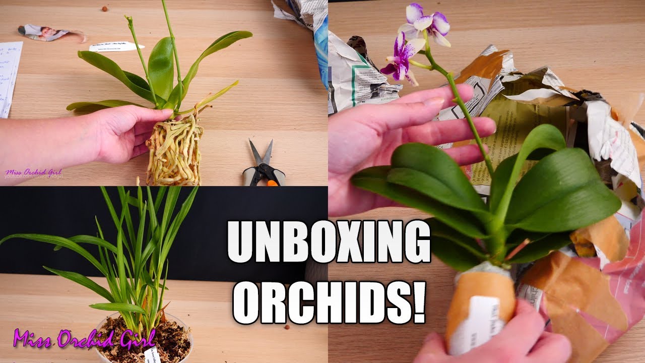 Unboxing surprise Orchids! - Adopting Orchid collection from my subscriber