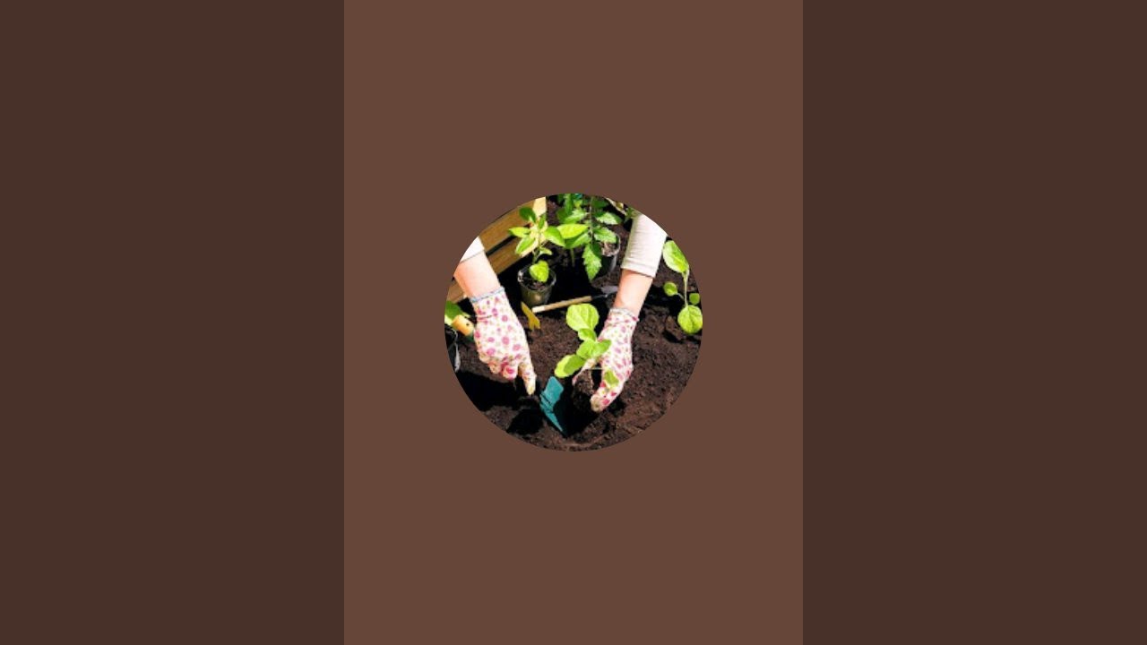 Vimla Kumari is live