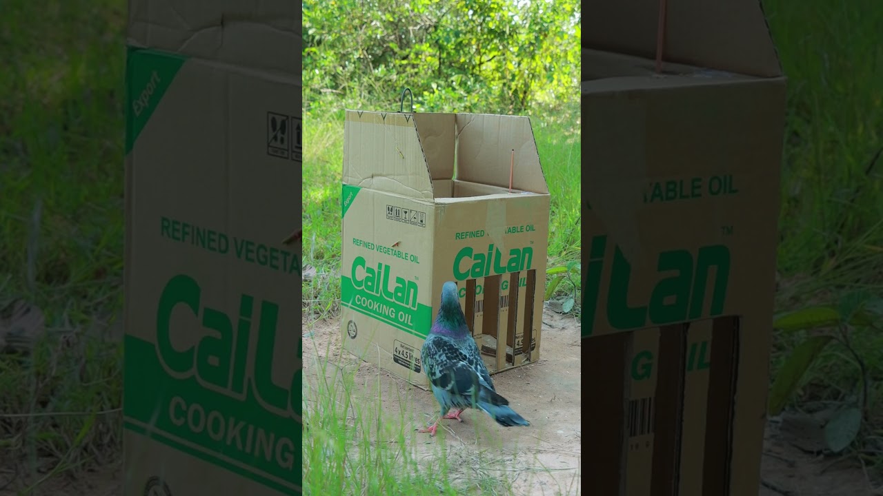 Really Easy Bird Trap Using Cardboard Box #birds #pigeon #shortvideo