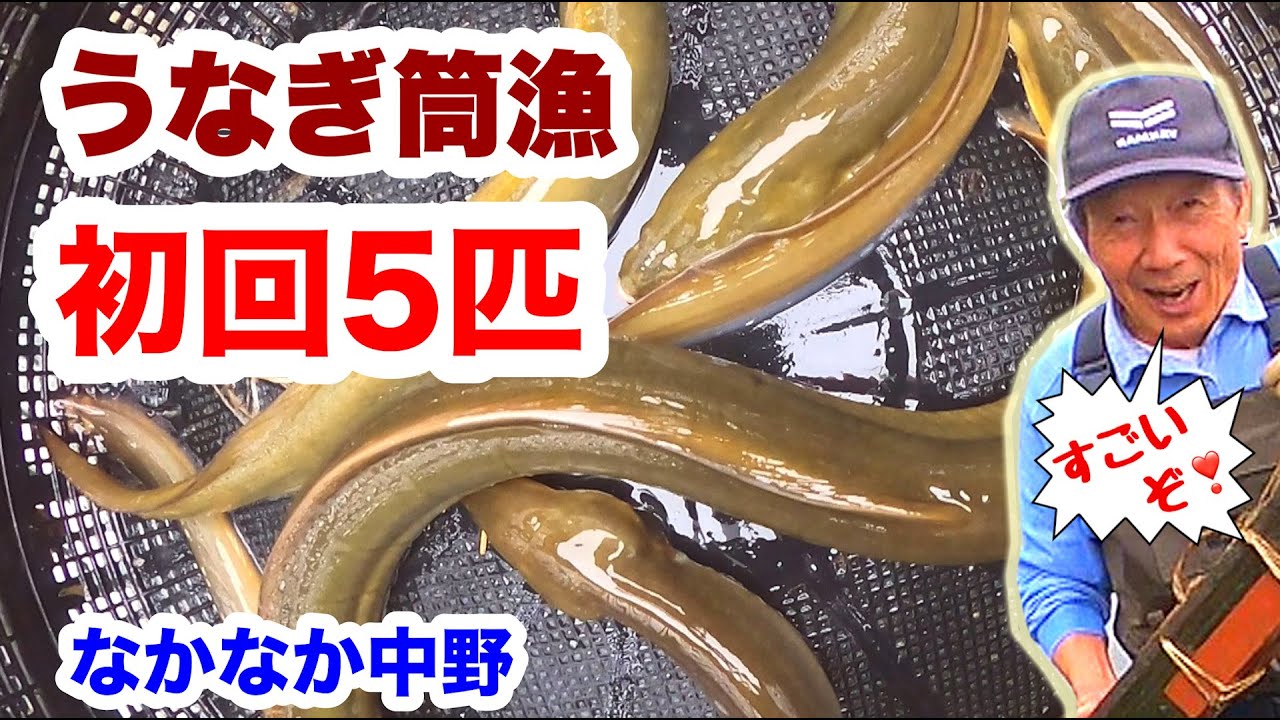 令和７年【うなぎ筒漁初回５匹！】すごいぞ！なかなか中野～一級河川肱川～