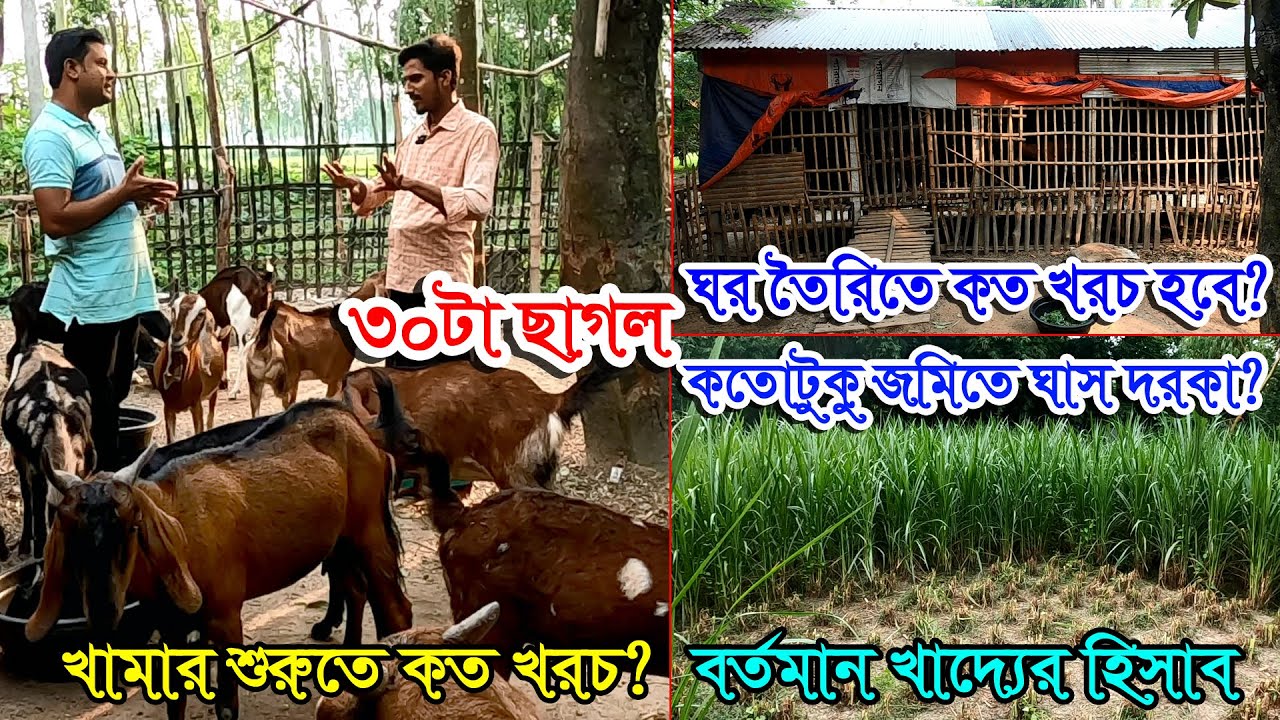 ছাগলের খামার-বর্তমান ছাগলের খাদ্যের খরচ কত? | ছাগলের ঘর তৈরিতে কত খরচ? | শুরুতে  ছাগলে কত টাকা লাগবে