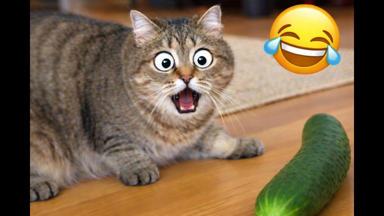 This Started Cute… Then Got Out of Control 🐾 (Funny Cute Cat Videos)