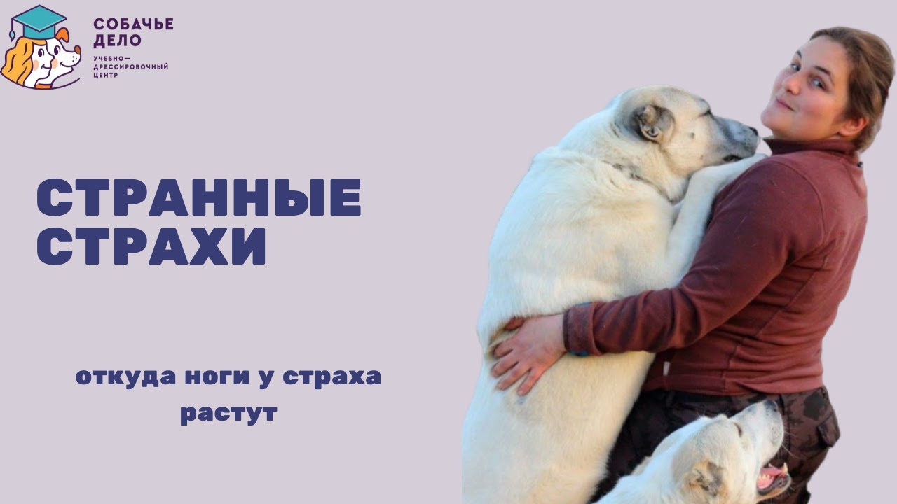 Странные страхи у собак. Собака всего боится