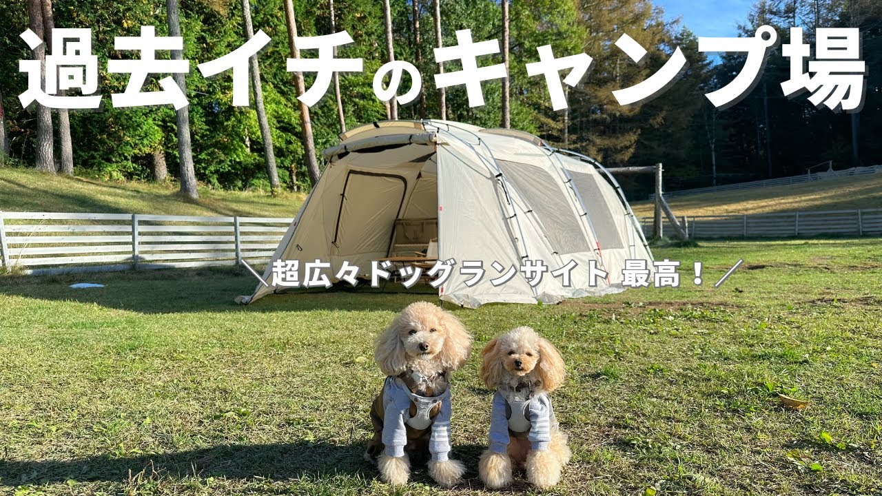 【愛犬とキャンプ】超高規格！愛犬も人間も大満足なキャンプ場に行ってきた🐶【マウントフジキャンプリゾート｜トイプードル】