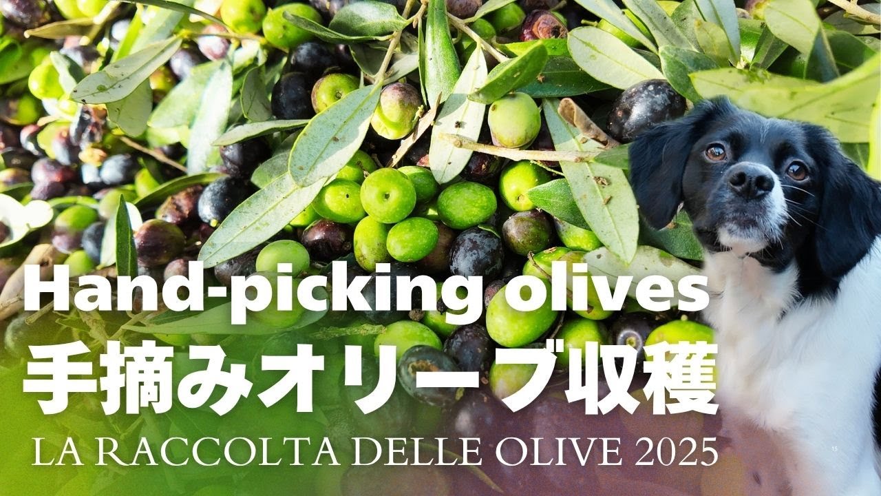 緑の宝石オリーブ〜トスカーナ収穫物語 La raccolta delle olive 2025