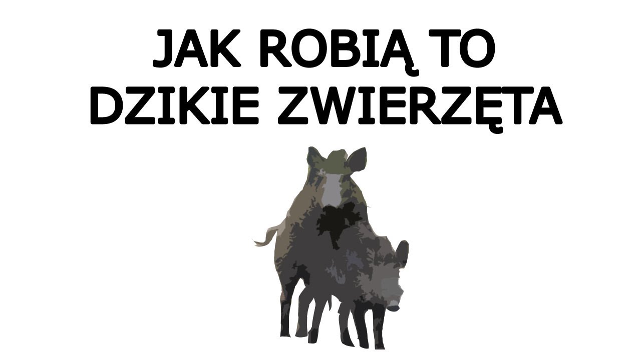ŻYCIE INTYMNE DZIKICH ZWIERZĄT JAK ONE TO ROBIĄ?💞