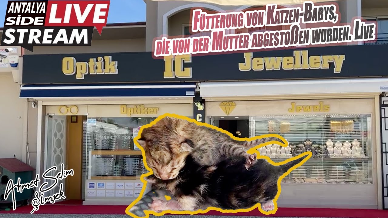 Fütterung von Katzen-Babys, die von der Mutter abgestoßen wurden. Live