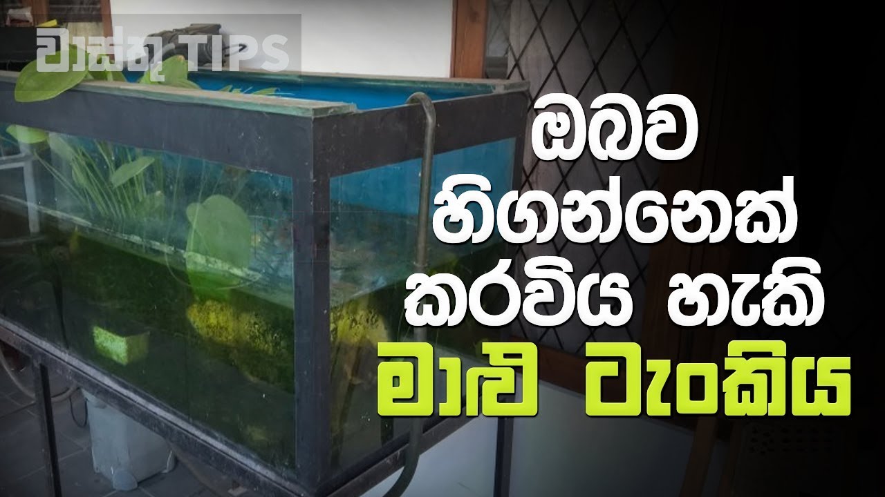 නිවසේ ඇති මාළු ටැංකියට ඔබව හිගන්නෙක් කල හැකි බව ඔබ දන්නවද..? | Vastu Tips for Fish Aquarium in Home