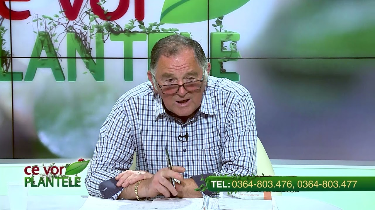 Cu ce combatem tuta absoluta?