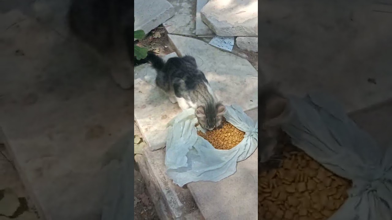 Kedilerimi besledim ve ağaçları suladım