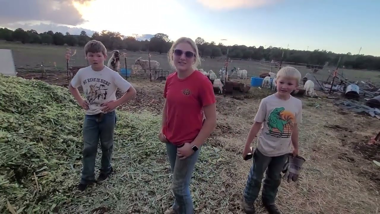 Первый день заготовки силоса 🌾🚜 | Сезон сбора урожая начинается на ферме Tin Barn!