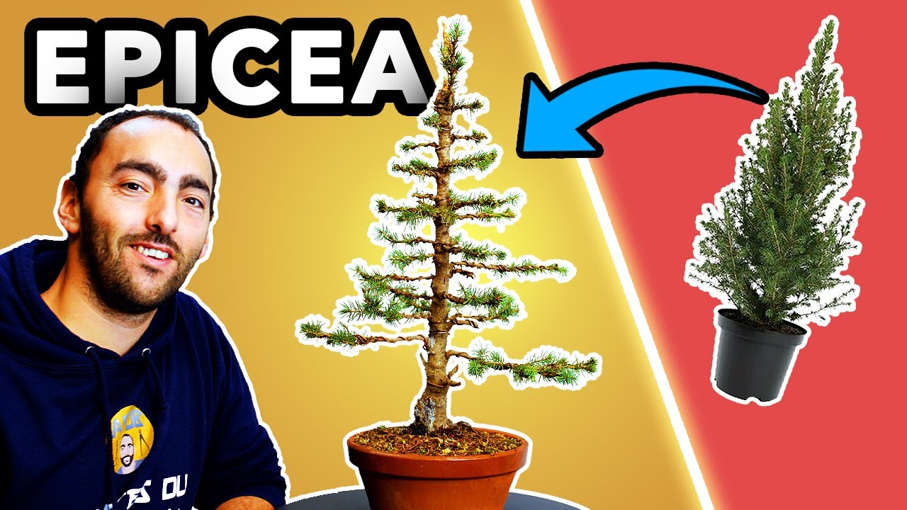 Un BONSAÏ ÉPICÉA  (pour Noël) 🎄