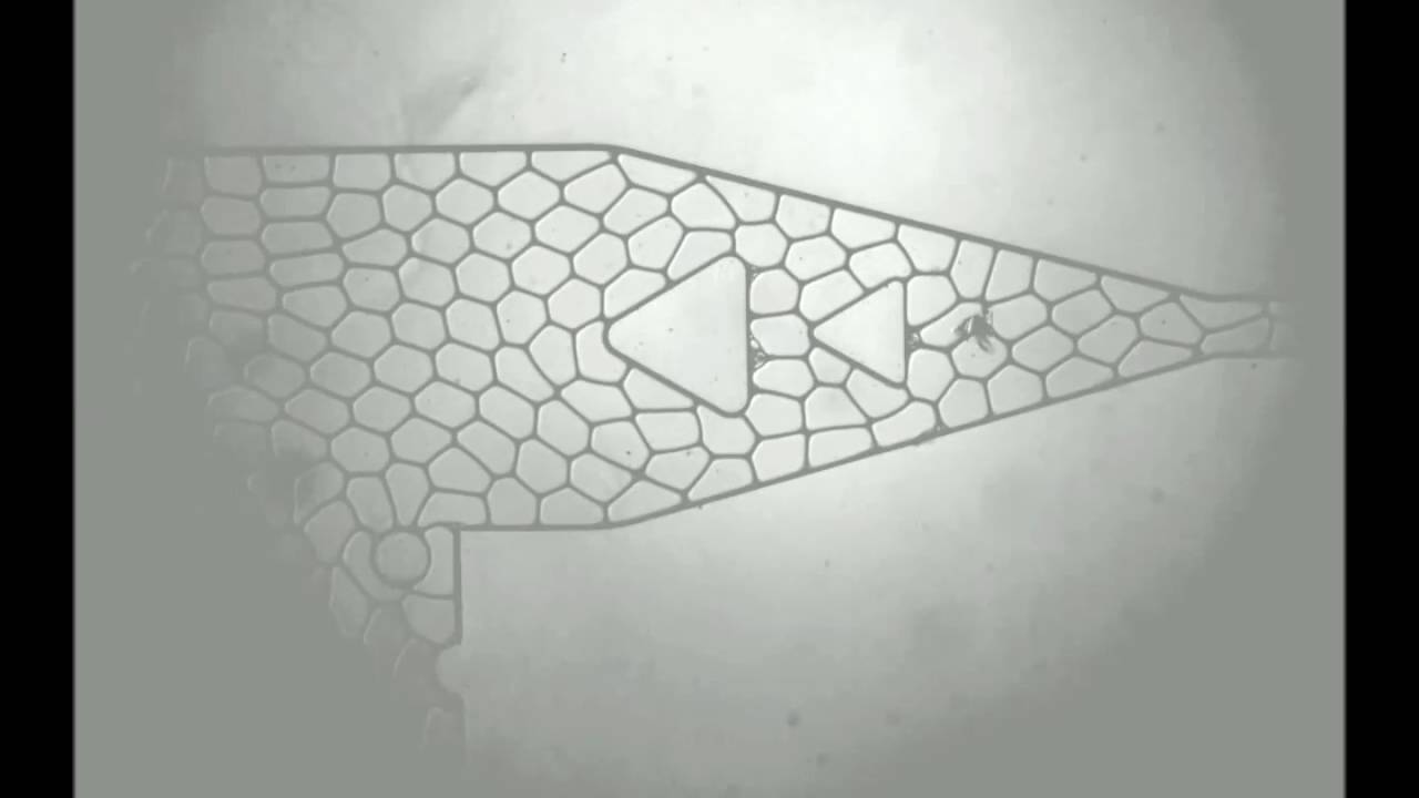 High-throughput screening of filamentous fungi using nanoliter-range droplet-based microfluidics