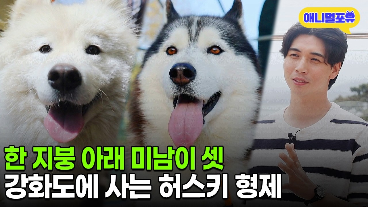 강화도 유명인사 허스키 형제 호세와 비누ㅣKBS 동물극장 단짝 230513 방송