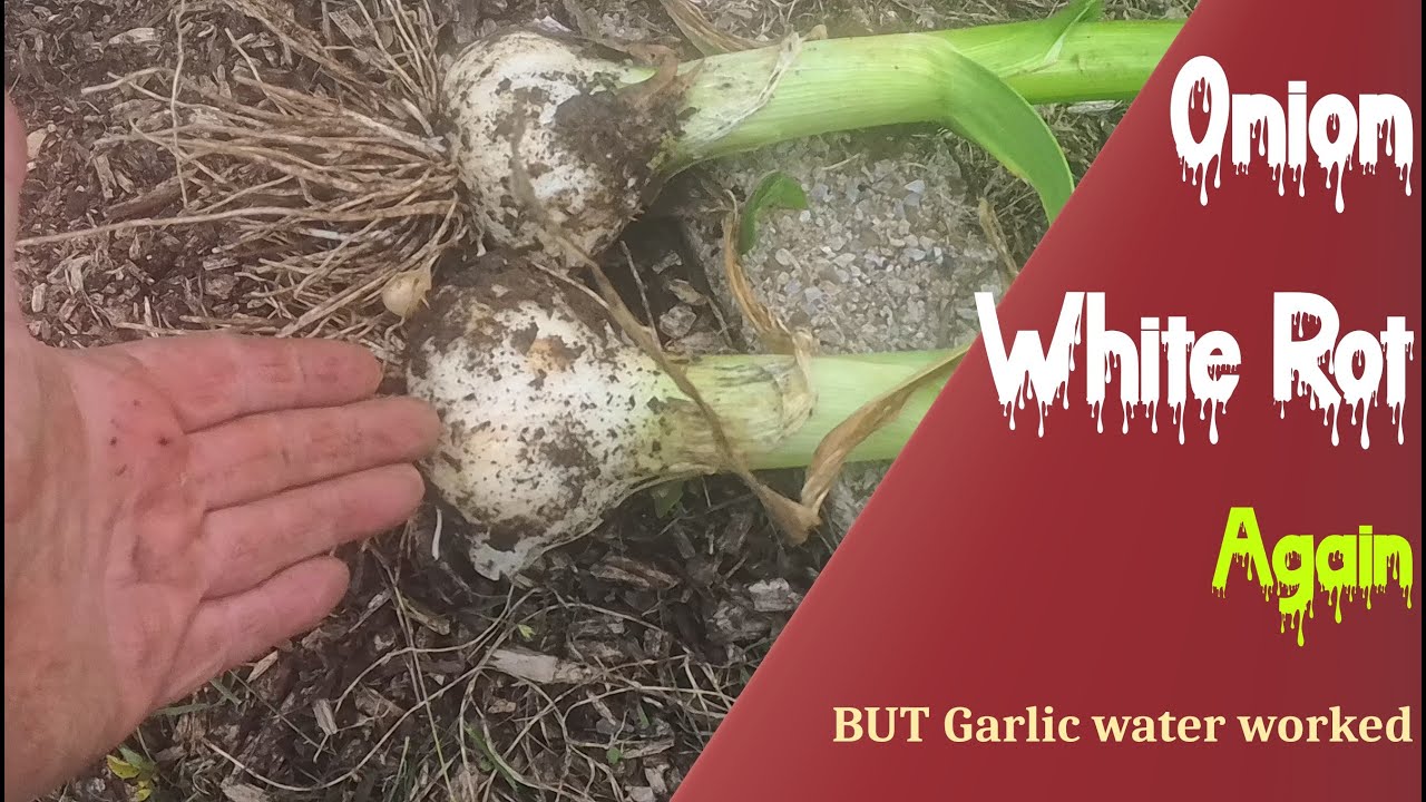 Onion White Rot yet again! Plus a solution that works,