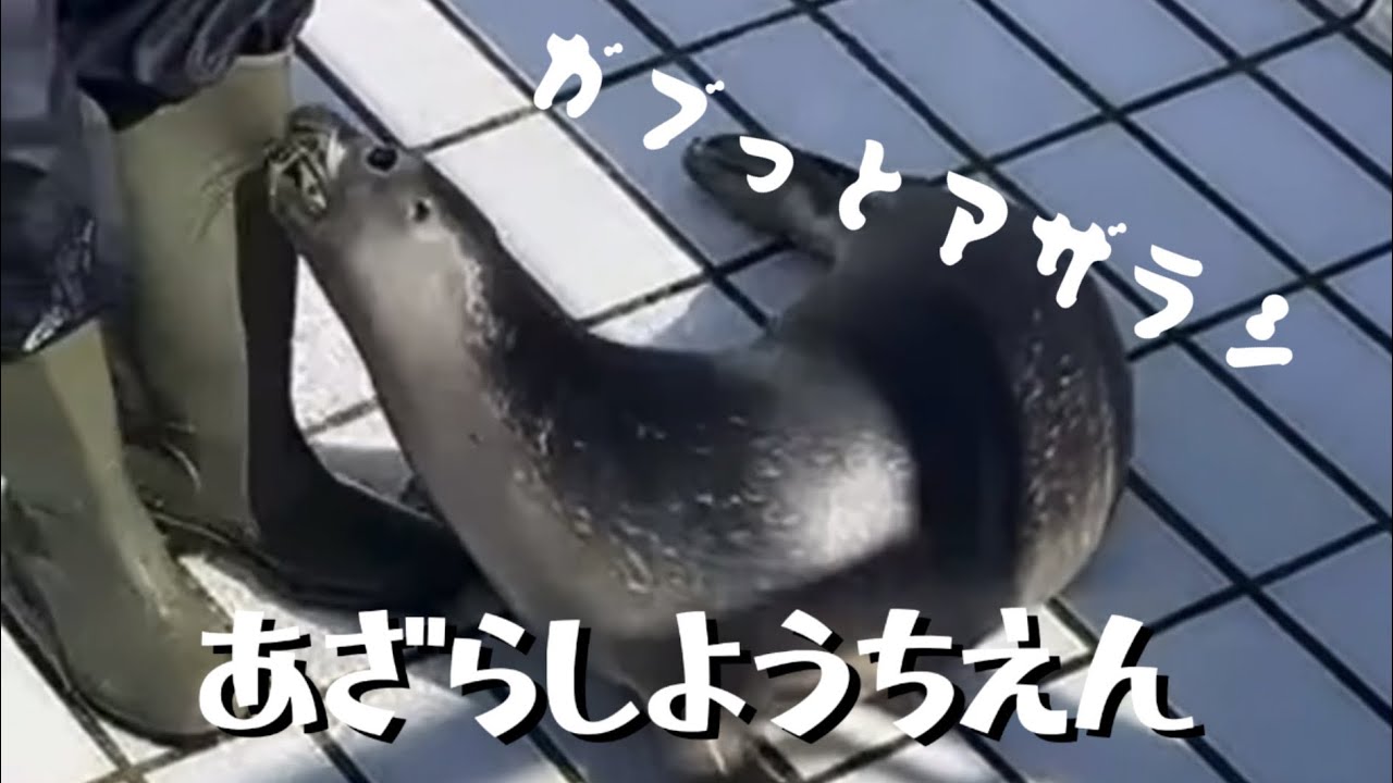 アザラシ幼稚園　威嚇して噛み付くアザラシ