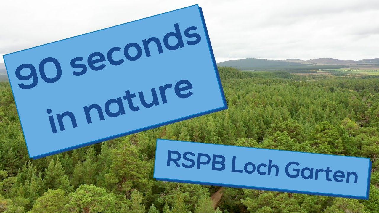 Abernethy Forest | 90 seconds in nature