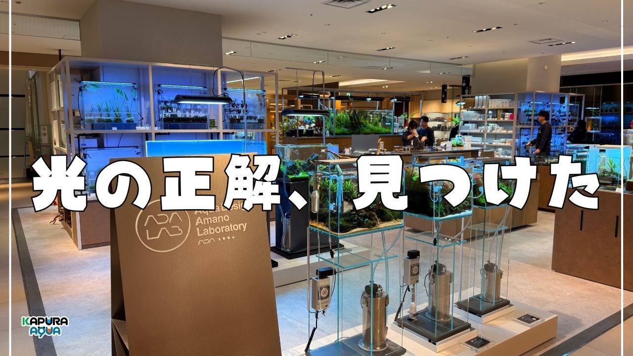 【苔を出さない】水草水槽の適正光量をADAラボ展示で学ぶ！50万円の水槽照明が“暗い”理由【アクアリウム】水草レイアウト