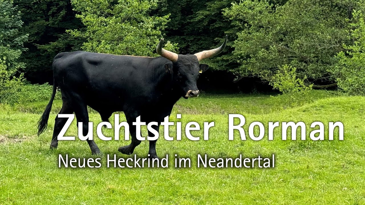 Neues Heckrind im Wildgehege Neandertal: Zuchtstier Rorman