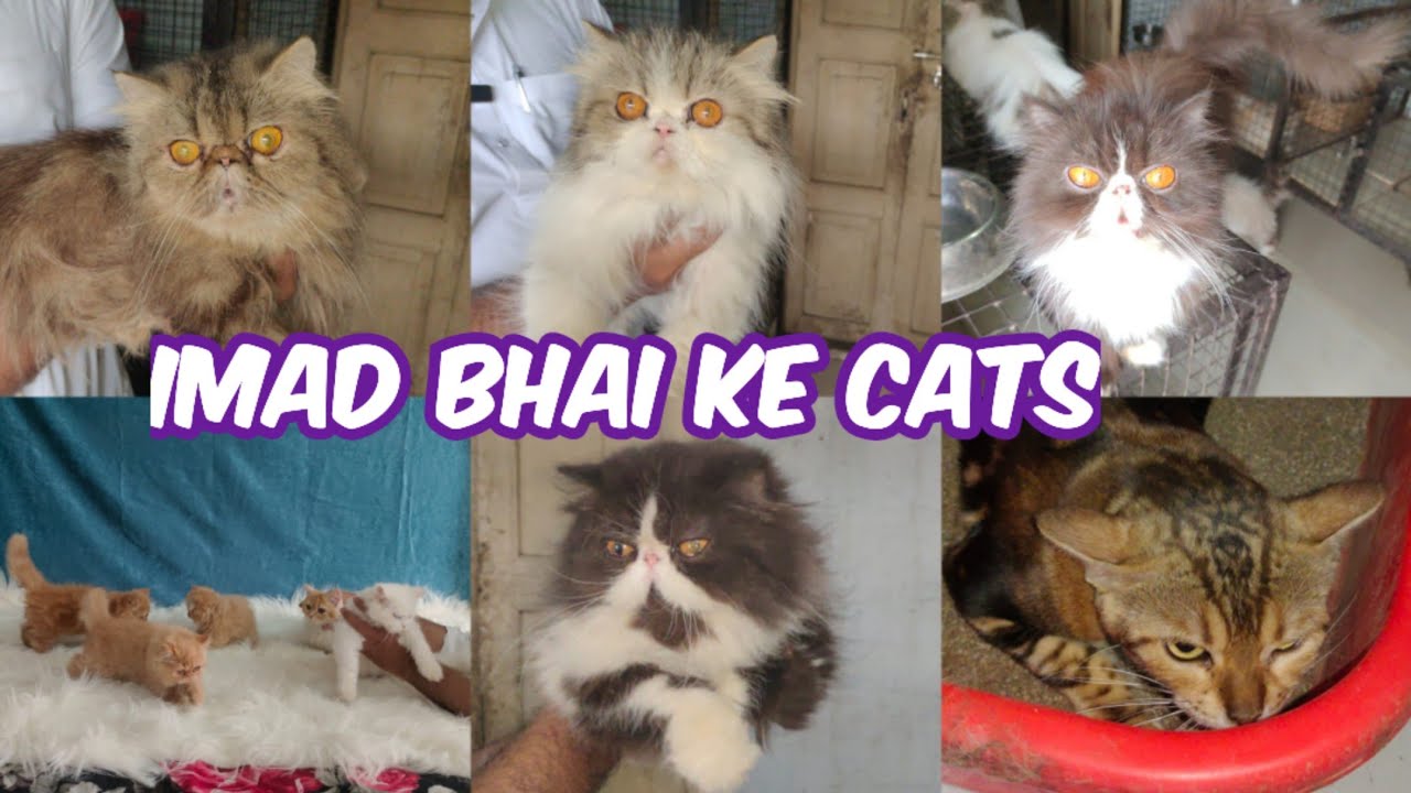 extreme punch face Persian kittens in Hyderabad Nampally | imad bhai ke cat's available Hyderabad