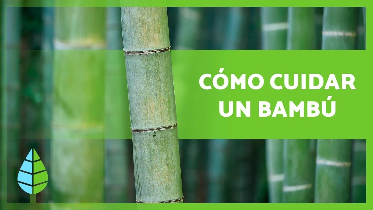 CUIDADOS del BAMBÚ 🎋(en Maceta y en Tierra) 🎍 ¡Sustrato, Abono, Riego y más!