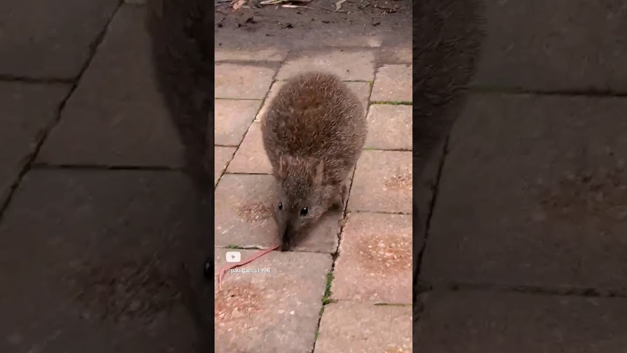 Beautiful Endangered Australian Bandicoot