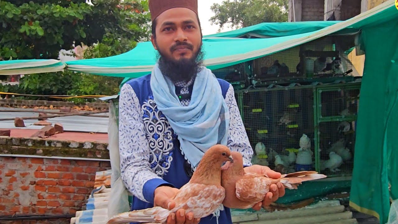 हाफ़िज़ साहब के नायाब कबूतर ! Hafiz Sahab Ke Nayab Kabootar ! Rizwan Ali Sabri ! Jaipur Tonk Pigeons