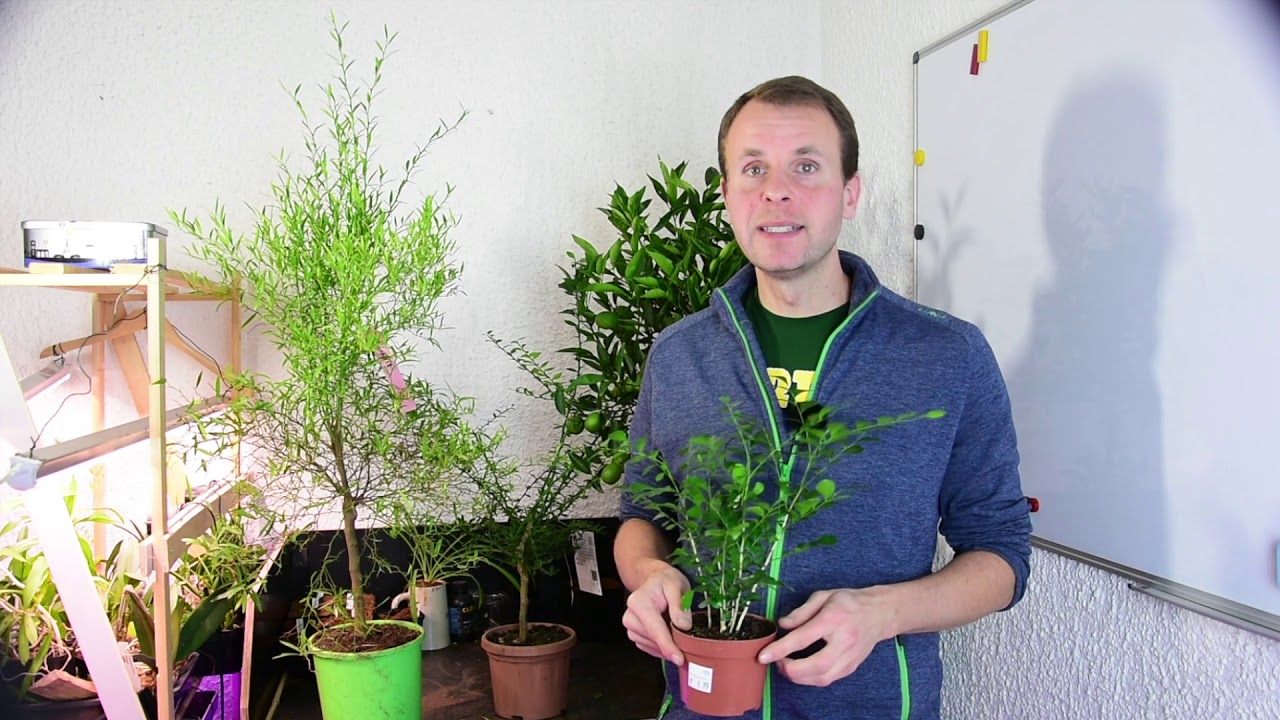 Orangenjasmin, klingt interessant, ist es auch! - Orangenraute (Murraya paniculata) - Rautengew&auml;chse