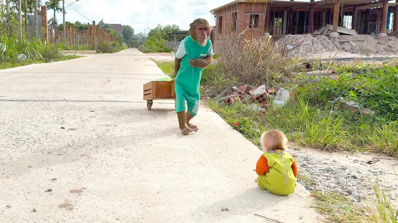 Too Sweet to Miss!Baby Monkey Waits Quietly for CUTIS to Come Home