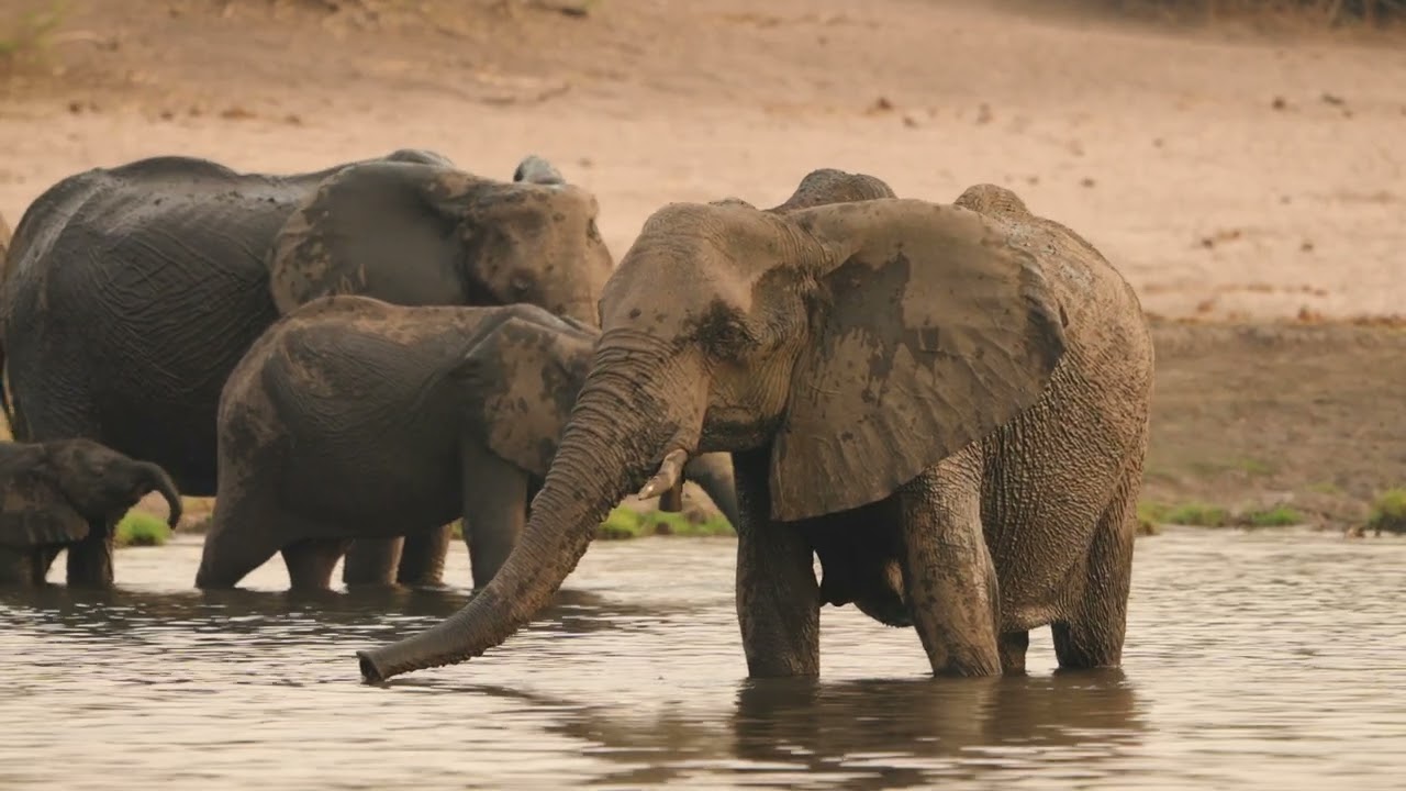 Billy K Travel Botswana 2024 4K