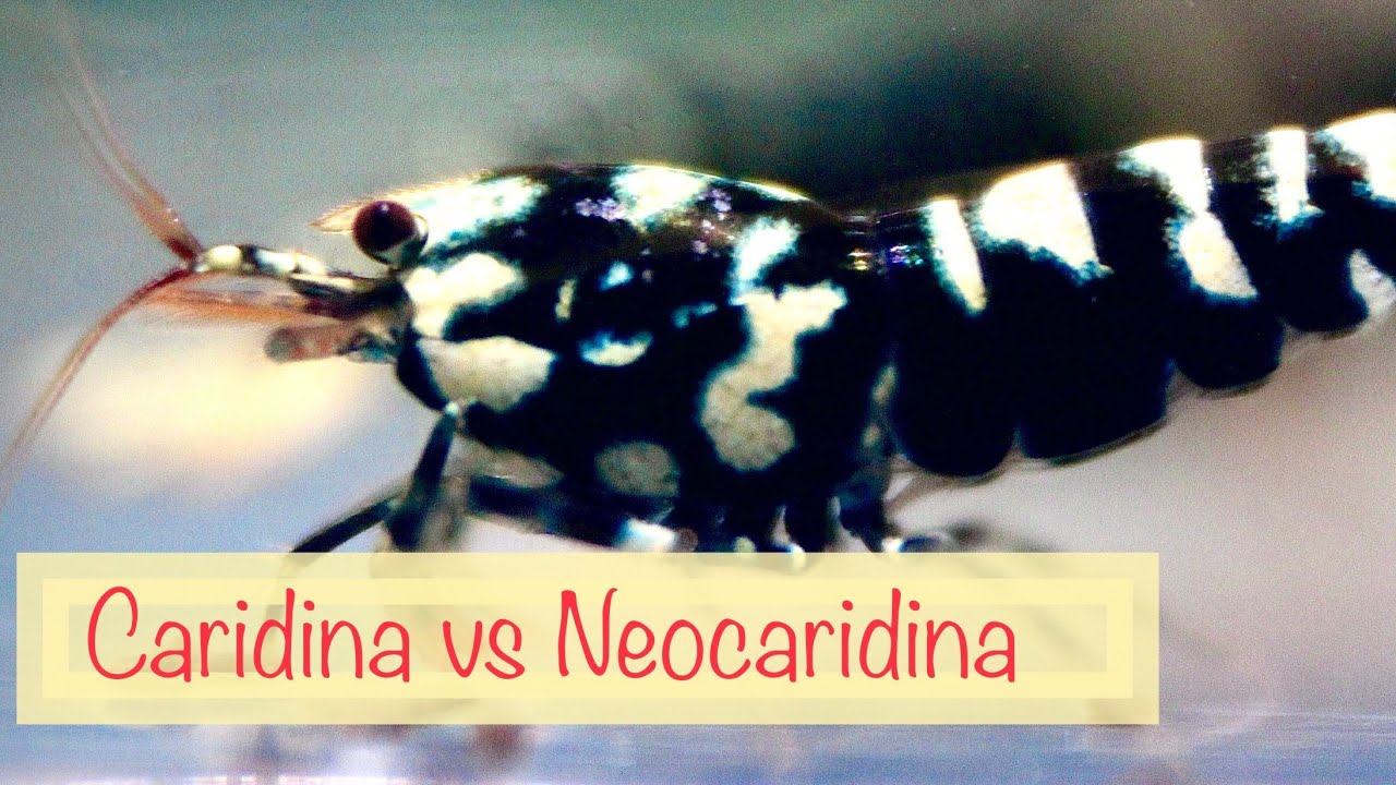 Why to Choose Caridina or Neocaridina