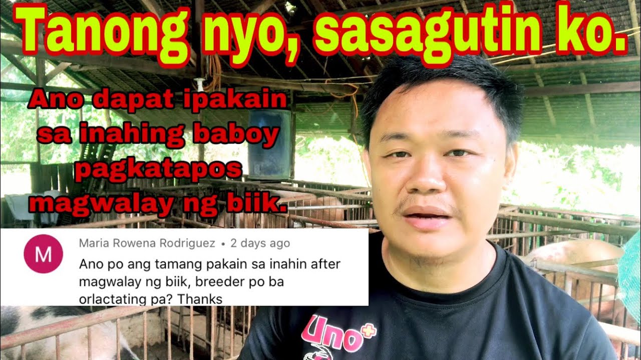 Anong dapat ipapakain sa inahing baboy pagkatapos magwalay ng kanilang mga biik | Ryan Patenio